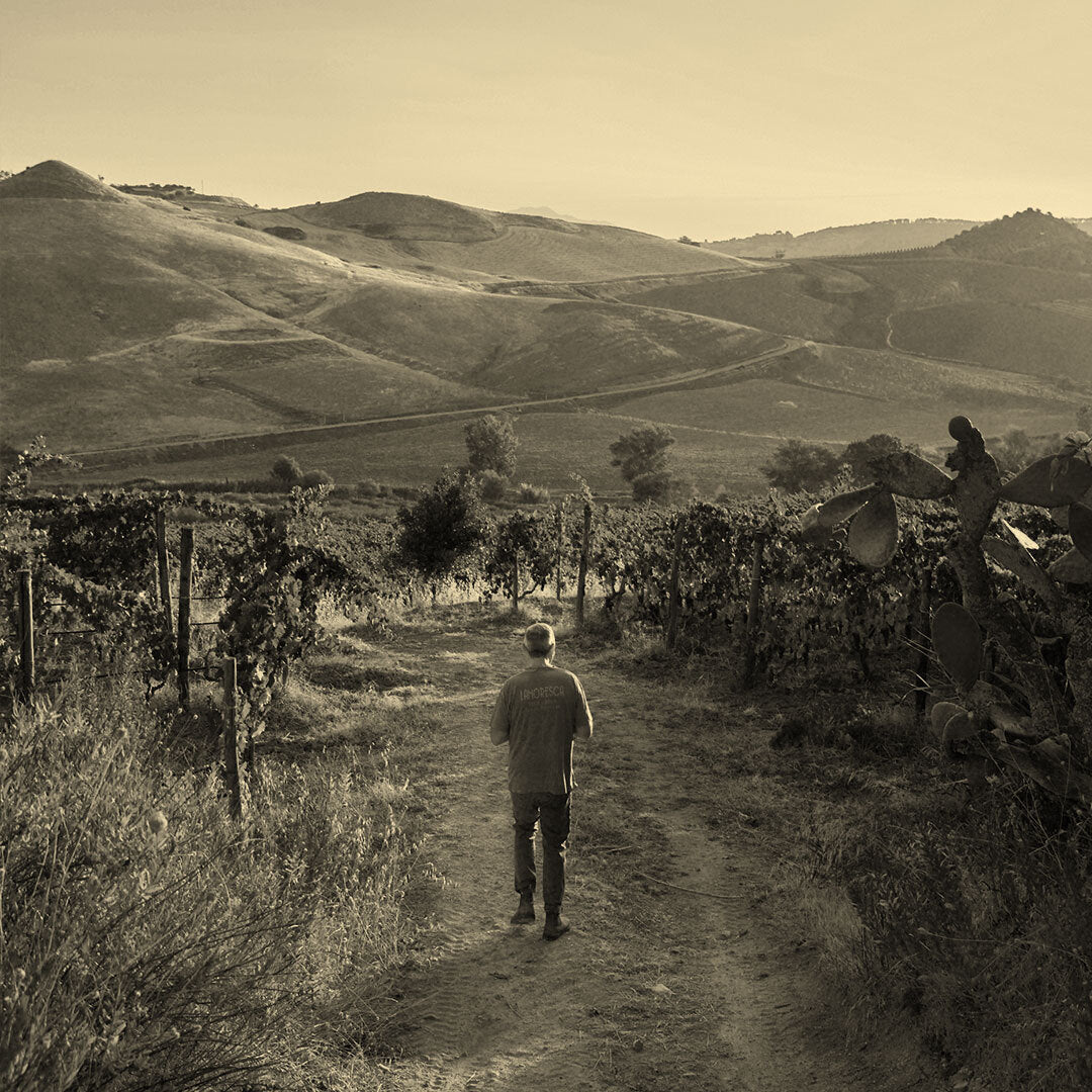 Filippo Rizzo walking through his Sicilian vineyard with rolling hills in the background
